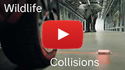 Video of the Month